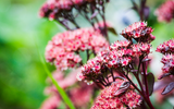 What Is a Perennial Plant?