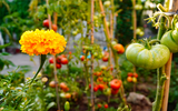 What Is Permaculture Gardening?