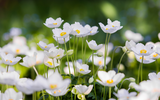 How to Plant Anemones