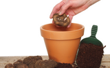 How to Plant Begonias