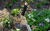 When is too late to plant summer flowering plants?