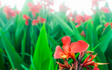 How to Plant Cannas