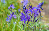 How to Grow Camassia