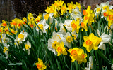 When to Plant Daffodil Bulbs