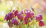 How to Plant Fritillaria