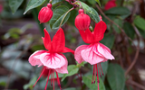 How to Plant Fuchsias