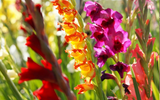 How to Plant Gladioli