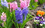 When to Plant Hyacinth Bulbs