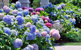 Complete Guide to Planting Hydrangeas