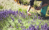 Gorgeous Purple Perennials