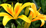 When to Plant Lilies