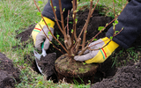 How & When to Plant Shrubs