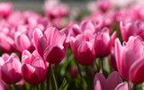 When to Plant Tulips
