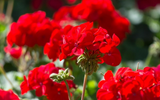 Your Guide to Geraniums (Pelargoniums)