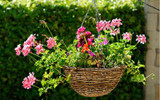 Plants for hanging baskets 