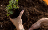 Plug Plants in Trays – Which size should you choose?