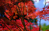 When to Prune Acers