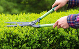 How to Prune Hedging Plants
