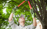 How to Prune Trees and Shrubs