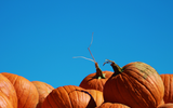 The Big Pumpkin Hunt - Winner's List