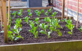 ​Vegetable Seeds to Sow in Summer