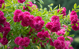 How to Grow a Sensory Garden