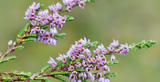 Gardening Jobs for September