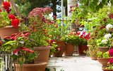 How to Create Privacy in Small Gardens