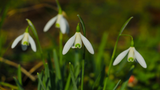 Gardening Jobs for March