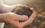 Plants for Different Soil Types 