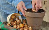 How to care for Spring Flowering Bulbs