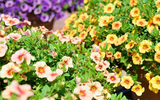 Top 10 Summer Bedding Plants