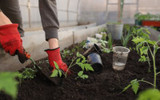 The Best UK Cities for Gardeners