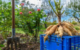 ​Plants to Lift and Store Over Winter