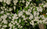 Top 10 Wildlife Shrubs 