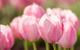 Tulip Trends & Inspiration