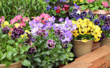 Top 5 Annual Plants for Winter and Spring