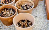 Our Prep Guide for Autumn Planting Season