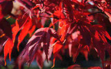 Common Acer Problems and How to Fix Them