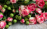 Valentine’s Day Flowers to Grow at Home
