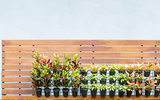 Plants for a vertical garden