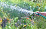 When is the best time to water garden plants?