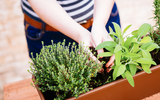 How gardening has helped our wellbeing