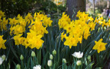 What to do in the Garden in March