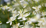 Best Plants for a White Garden