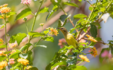 Creating a Wildlife-Friendly Garden