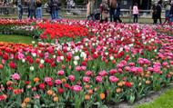 As Seen at Keukenhof - Get the Look