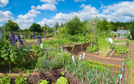 How to Start an Allotment