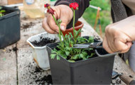​What Is an Annual Plant?