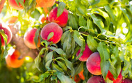 How to Plant Fruit Trees